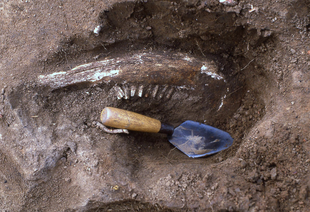 photo of a cow jaw bone