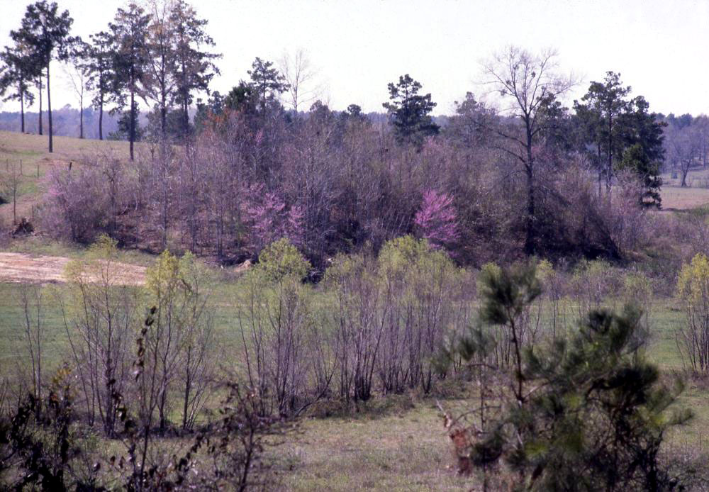 photo of Mission Hill in the early spring