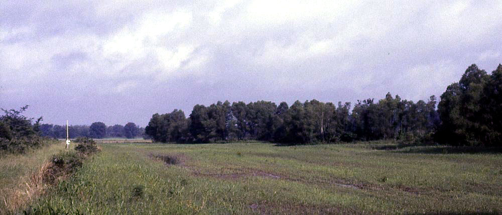 photo of the low-lyinh "plains" between mission hill (left) and presidio (right)