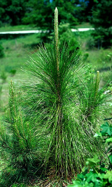 photo of a pine tree