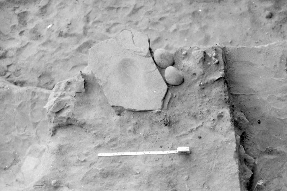 Image of a bone tools from Arenosa.