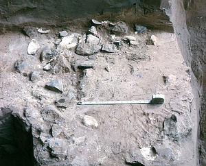 Image of a bone tools from Arenosa.