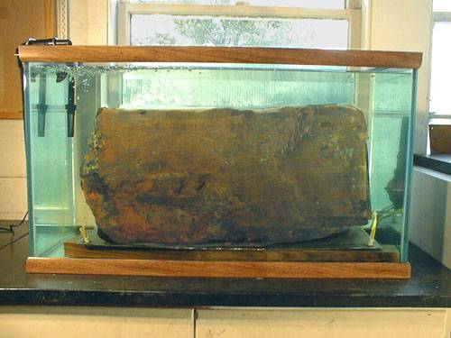 photo of the chest being kept in an aquarium filled with an alkaline storage solution to prevent further iron corrosion as artifacts were newly exposed