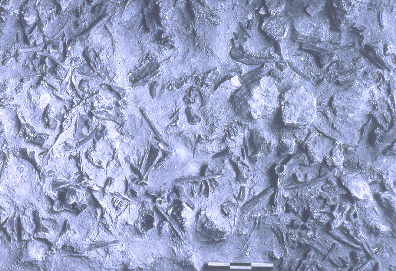 Upper part of Bone Bed 2 exposed, showing several limestone blocks amid bison bones. Photo by Dave Dibble, 1963.