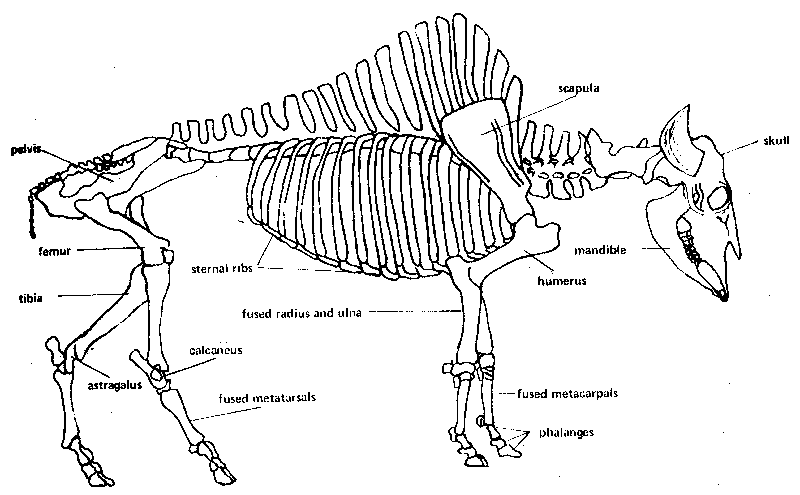 Generalized bison skeleton.