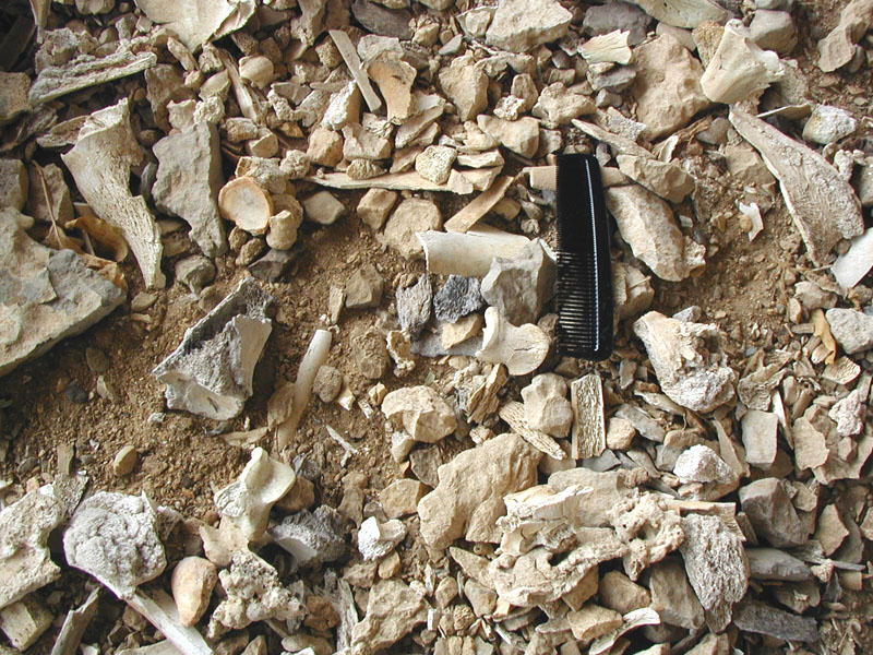 Burned and broken bones from Bone Bed 3 eroding on talus cone at south entrance to shelter. Photo by Steve Black. 