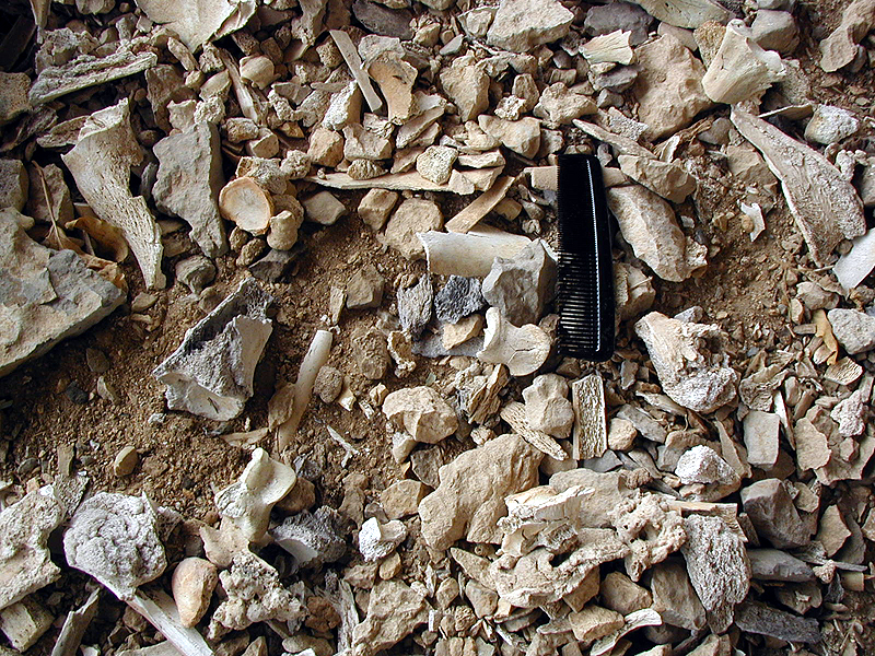 Close up view of the burned bison bone fragments that continue to erode from Bone Bed 3, the Late Archaic jump episode(s) that occurred about 800 B.C.
