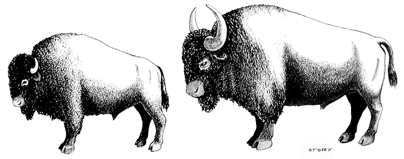 Size comparison between Bison bison and Bison antiquus