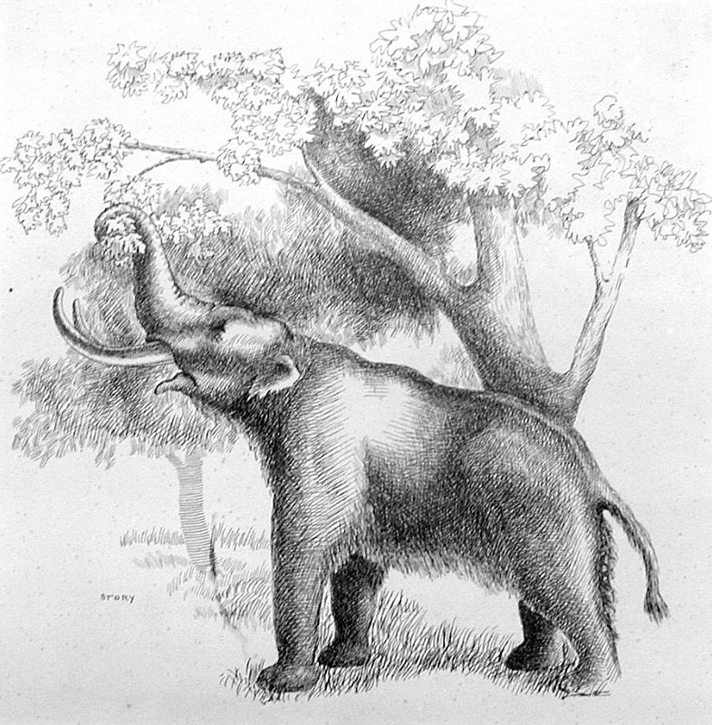 Wooly mammoths, such as the one shown here, would browse the lower limbs of their favored tree species causing them to have a trimmed-up look, much as modern elephants do today. Drawing by Hal Story, courtesy Texas Memorial Museum. 