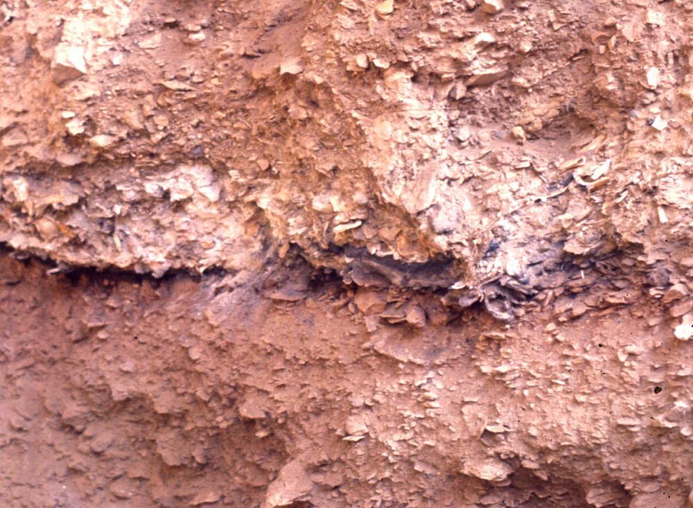 Bone Bed 3 exposed in weathered profile, 1976. Evidence of intense buring is still obvious. Photo by Jack Skiles.