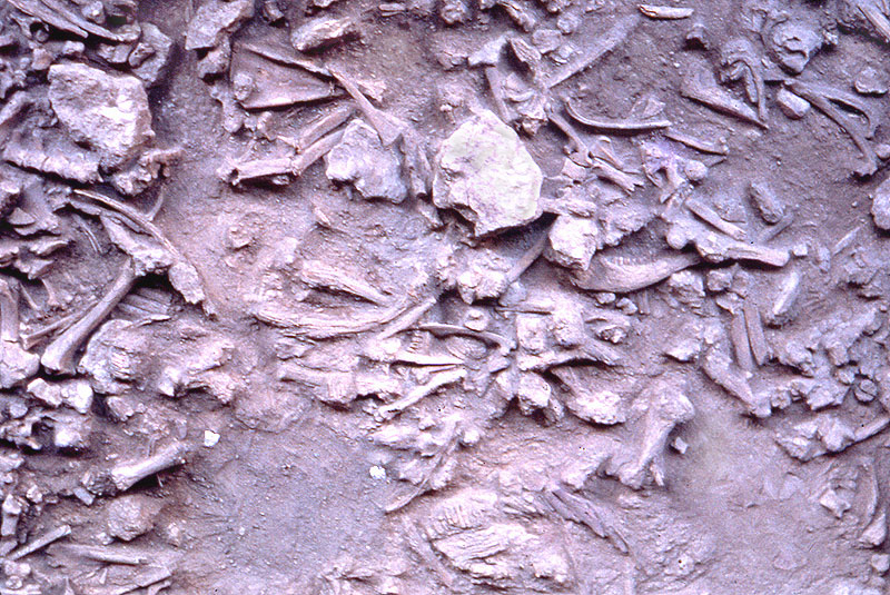 Upper part of Bone Bed 2 as exposed in late 1963. Note limestone blocks amid bones. Photo taken by Dave Dibble.