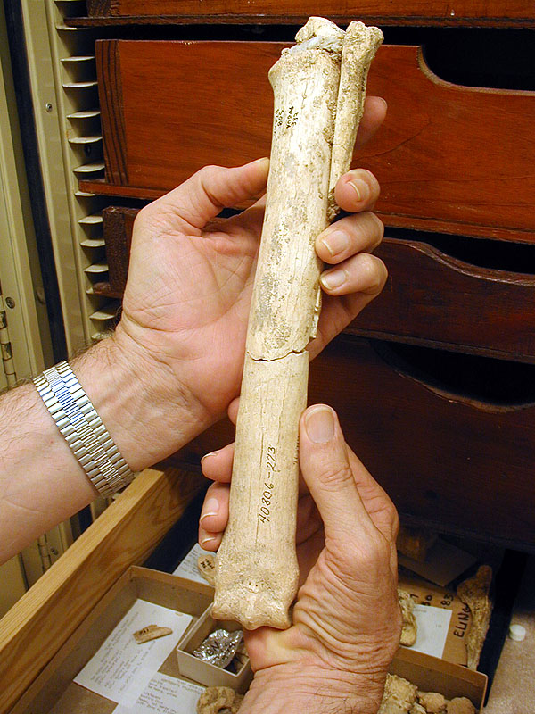 Horse tibia from Bonfire Shelter. Photo by Steve Black.