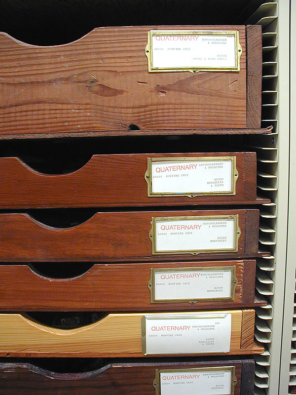 Wooden drawers containing Bonfire bones at the Vertebrate Paleontology Laboratory at UT Austin. Photo by Steve Black.