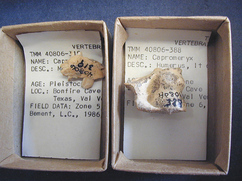 Extinct antelope bones from Bone Bed 1. Photo by Steve Black.