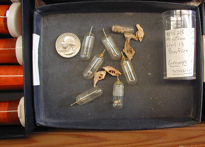 Pocket gopher bones from Bonfire Shelter. Photograph by Steve Black.