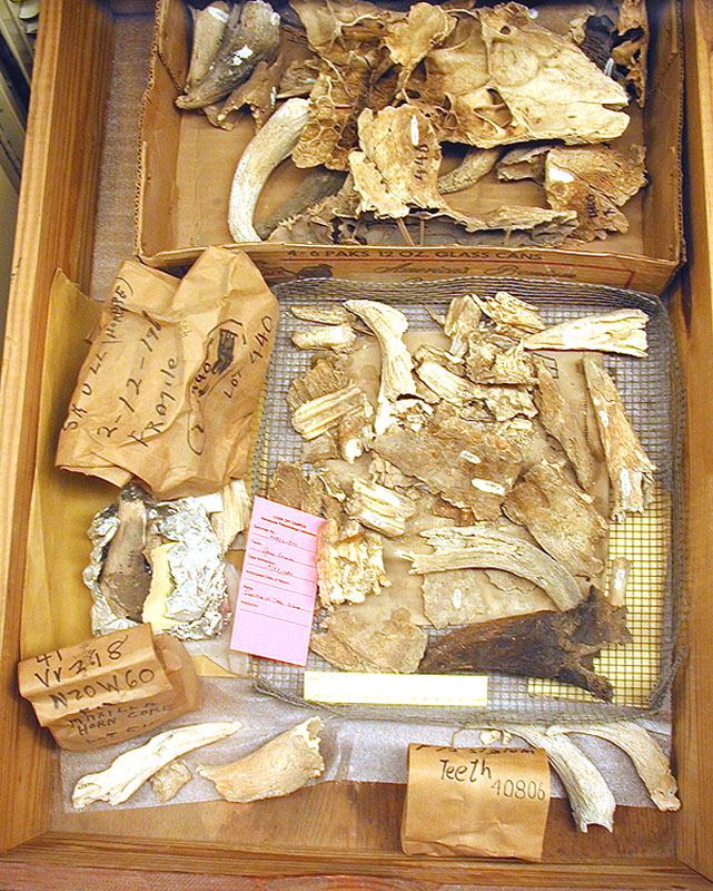 Bison skull and horn fragments from Bonfire Shelter. Photo by Steve Black.