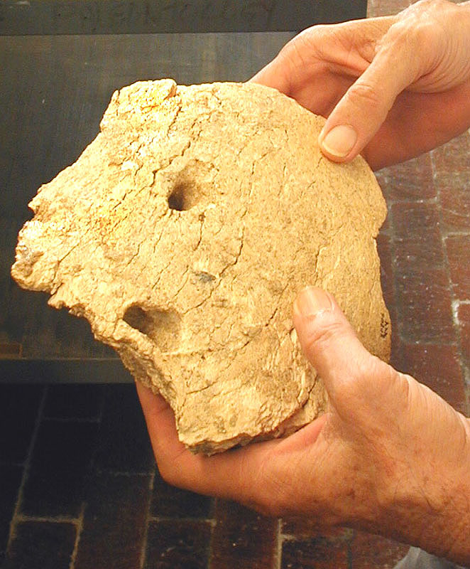 Mammoth long bone fragment with conical punctures apparently caused by large predator. Photo by Steve Black.