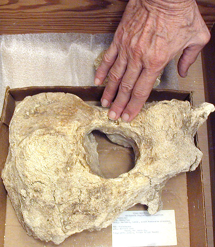 Mammoth vertebra from Bone Bed 1. Photo by Steve Black.