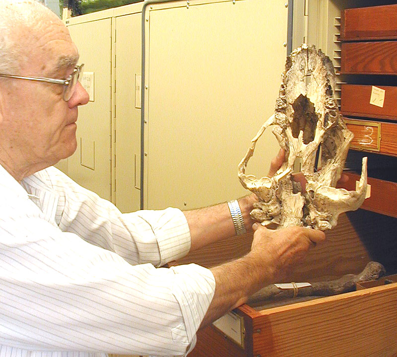 Dr. Ernest Lundelius holds scull of the short-faced bear, the largest and most powerful predator in North America in the Late Pleistocene. Photo by Steve Black.