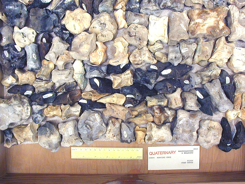 Bison foot bones from Bonfire Shelter. Photo by Steve Black.