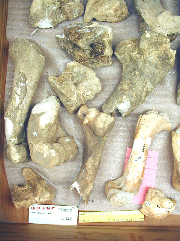 Bison leg bones from Bonfire Shelter. Photo by Steve Black.