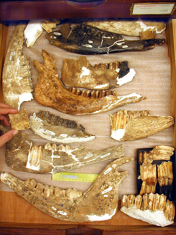 Bison mandibles from Bonfire Shelter. Photo by Steve Black.