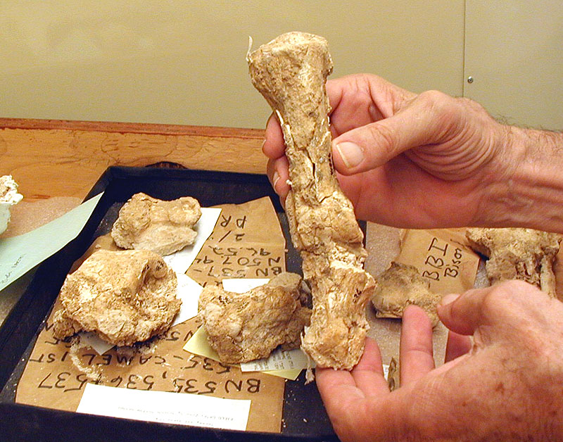 Camel leg bones from Bone Bed 1. Photo by Steve Black.