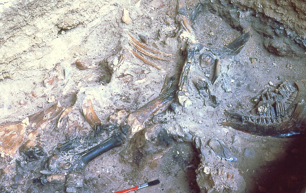 Partially articulate bison bones in Bone Bed 3, December, 1963. Photo by Jonathan Davis.