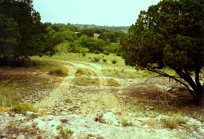 Photo of rolling, wooded landscape with juniper trees in foreground