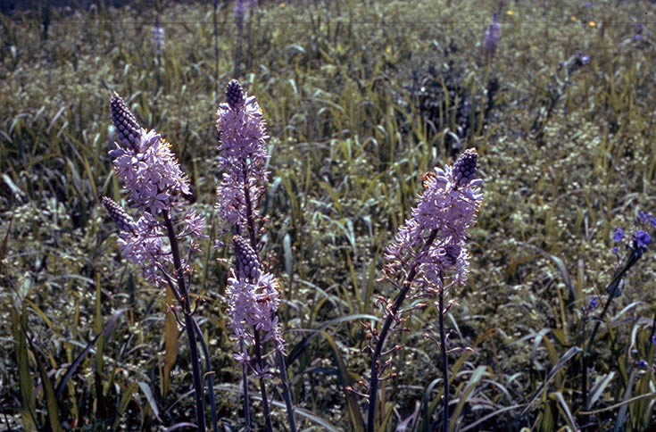 photo of A camas