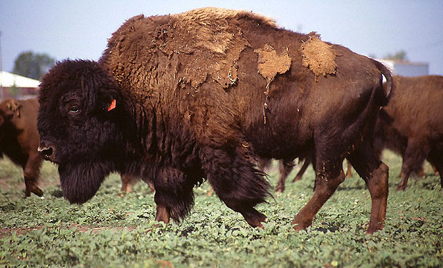 photo of a bison