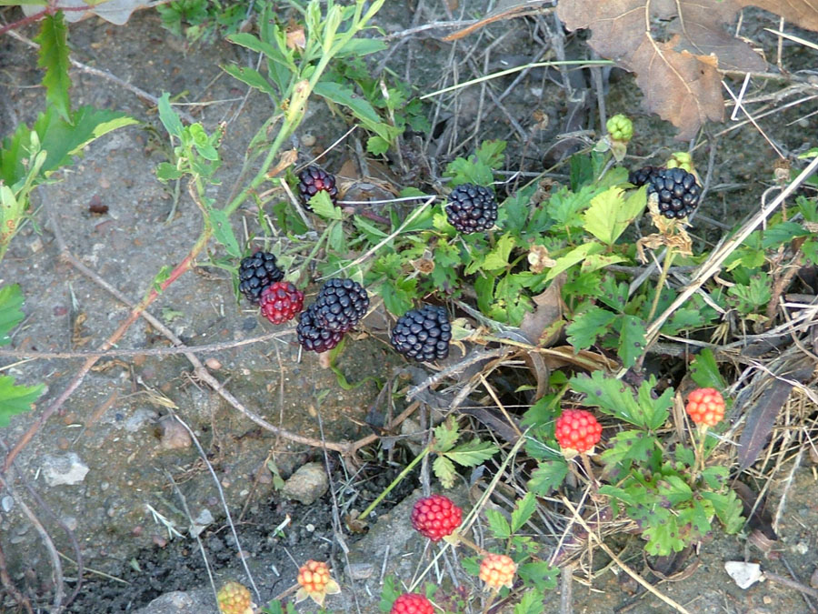 photo of blackberrys