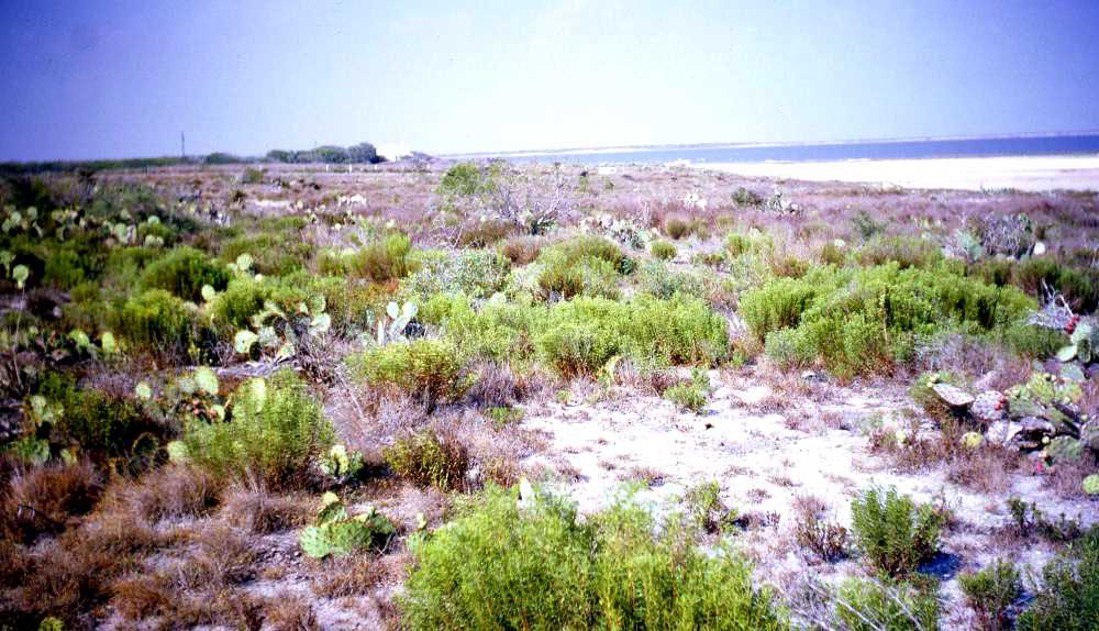 Prickly pear grows on low terraces