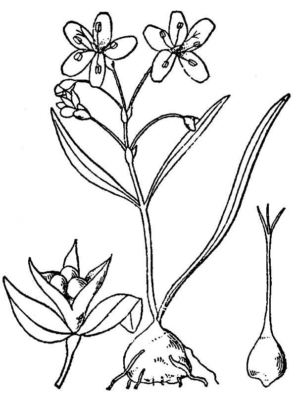 Drawing of the spring beauty plant