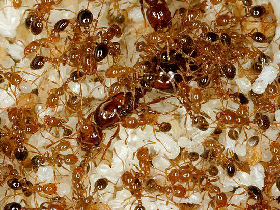 A colony of ants