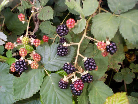 Ripe blackberries