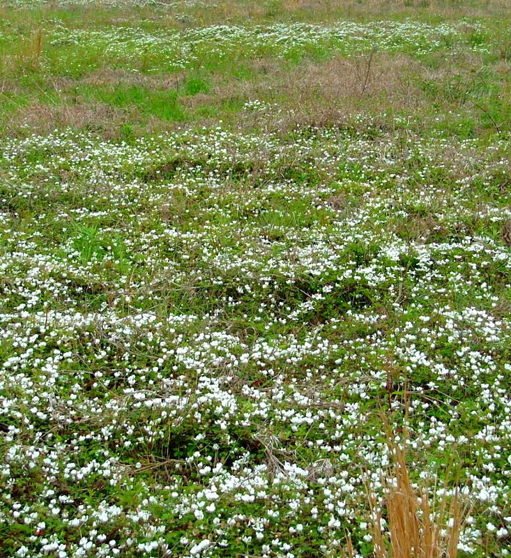 Blackberry plants