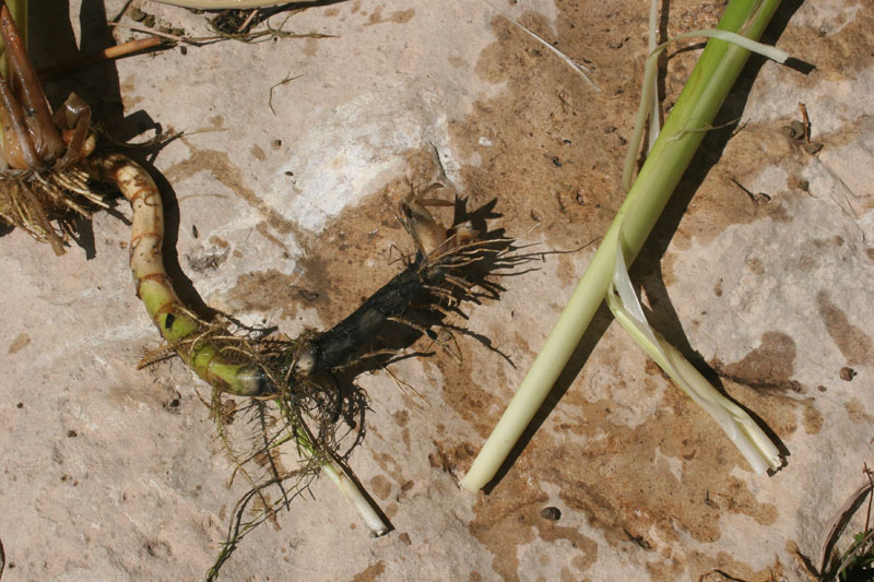 photo of Cattail rhizome and stem base