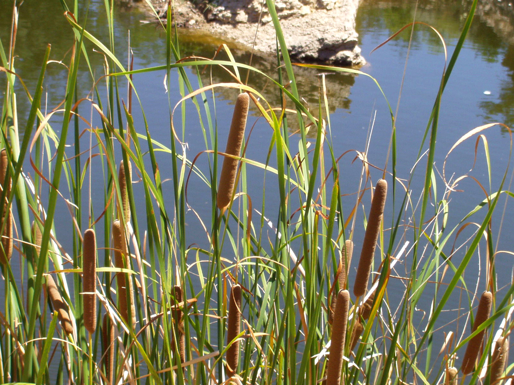 photo of Cattail rhizome and stem base