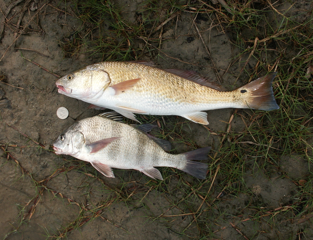 Redfish and black drum