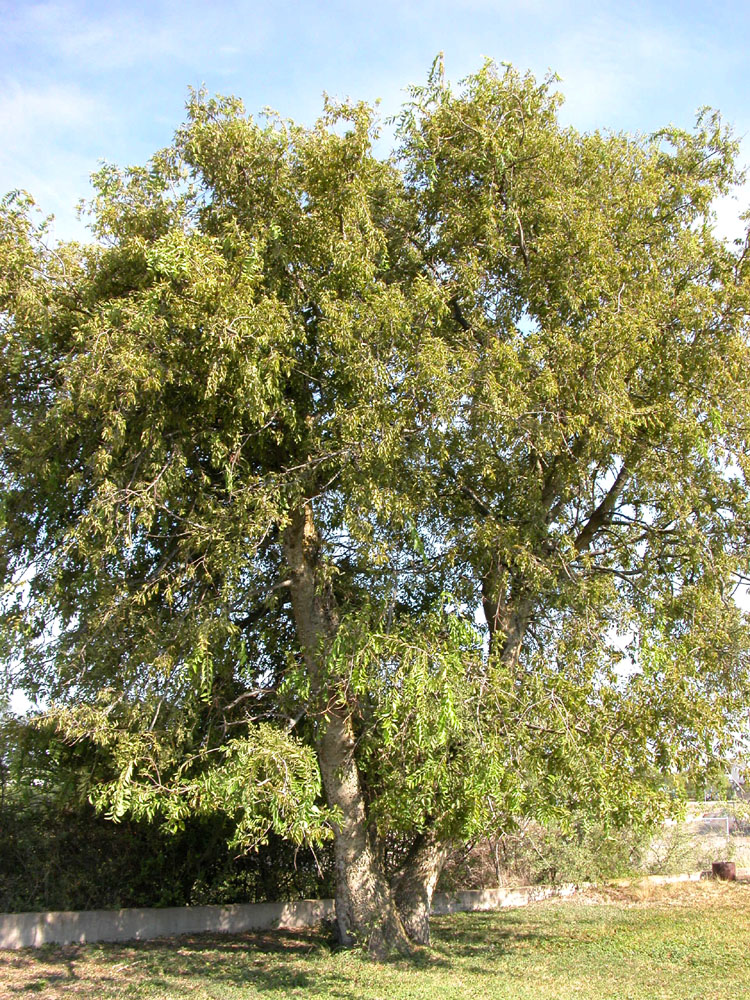 photo of hackberry