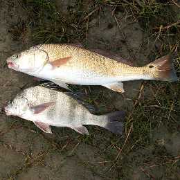 Photo of fish