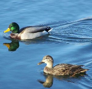 Ducks make their home in marshes and ponds