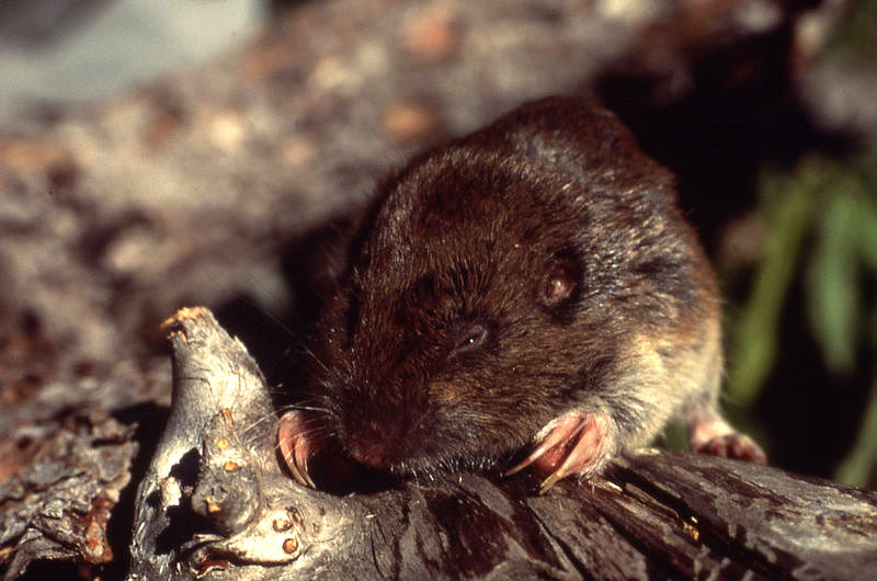 Plains pocket gopher