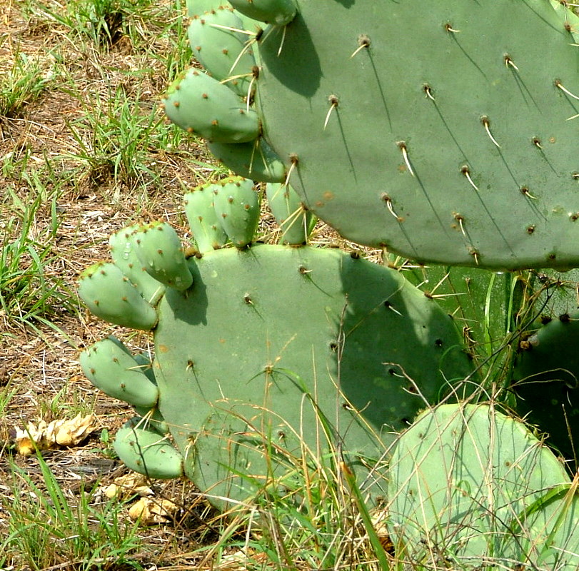 Closeup view of pads