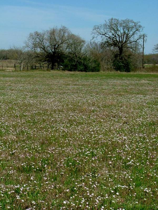A field covered in spring beauty