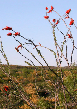 photo of scarlet ocotillo flowers.