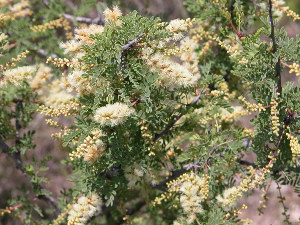 Photo of acacia greggii flowers