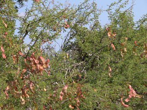 Acacia greggii legumes (pods)
