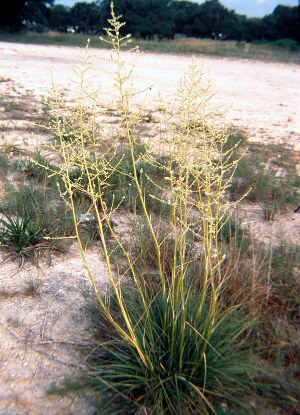 Nolina texana – Texas Beargrass – Buy seeds at